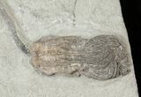 Nicely Preserved Hylodecrinus Crinoid - Crawfordsville #16092-1